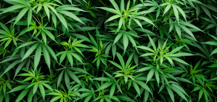 Courts & legal news weekly roundup