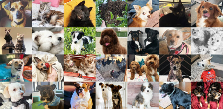 LifeatInfotrack-Pets-768x377