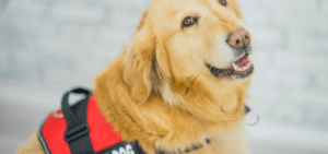 A golden retriever service dog