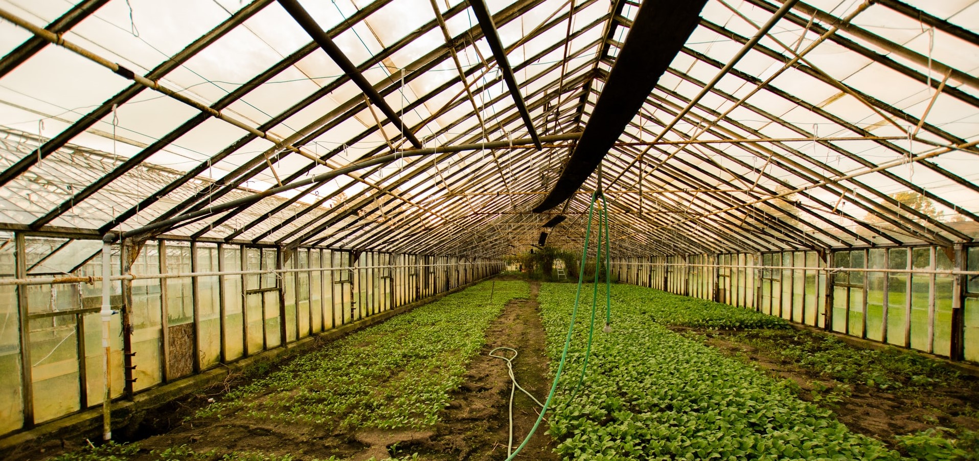 greenhouse as a metaphor for personal and professional growth for solo attorneys