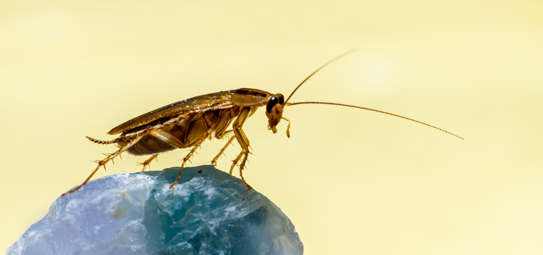 cockroach related to top legal news headlines