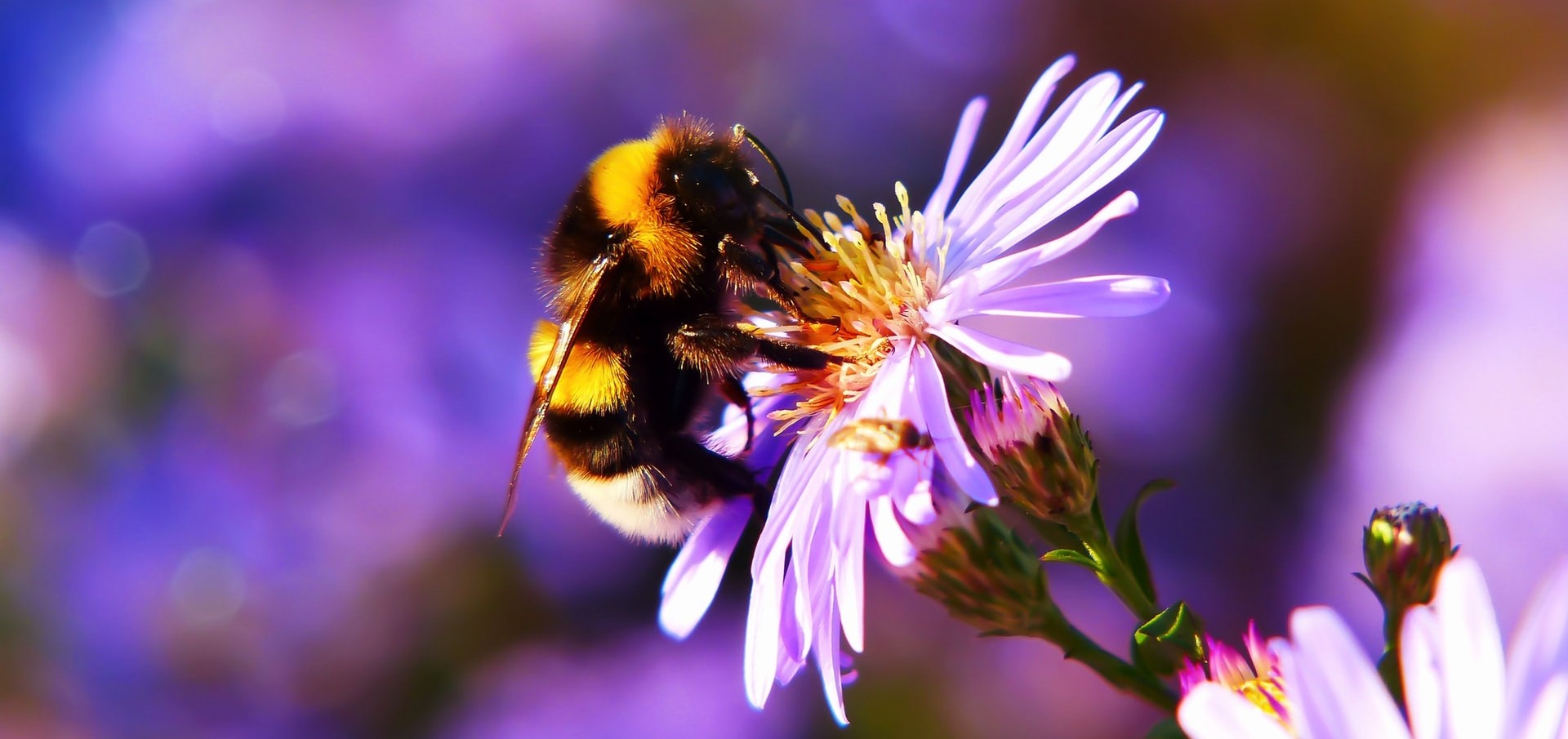 news story this week: california declares that bumblebees are fish